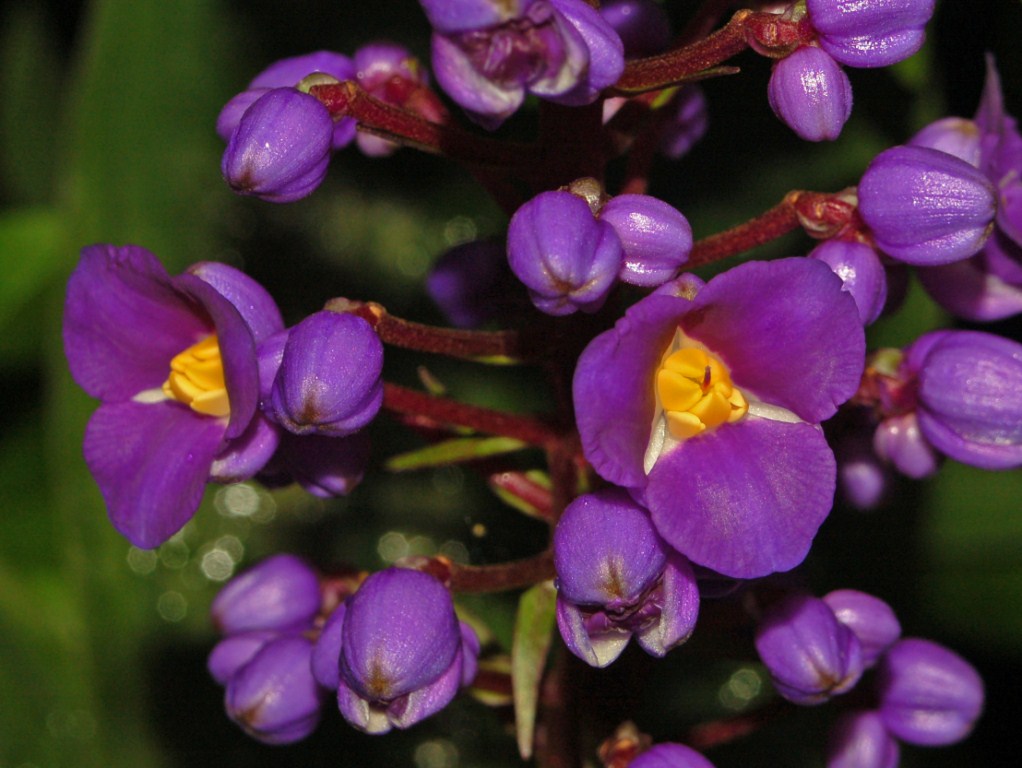 Da un giardino botanico a Praga - Dichorisandra Thyrsiflora